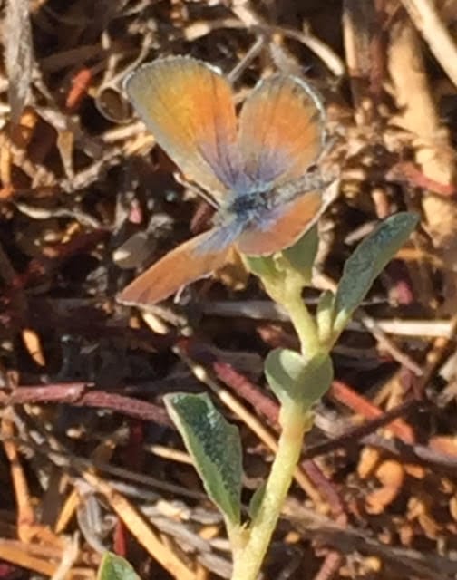 Western Pygmy Blue is one of the butterflies found at Pier 94.