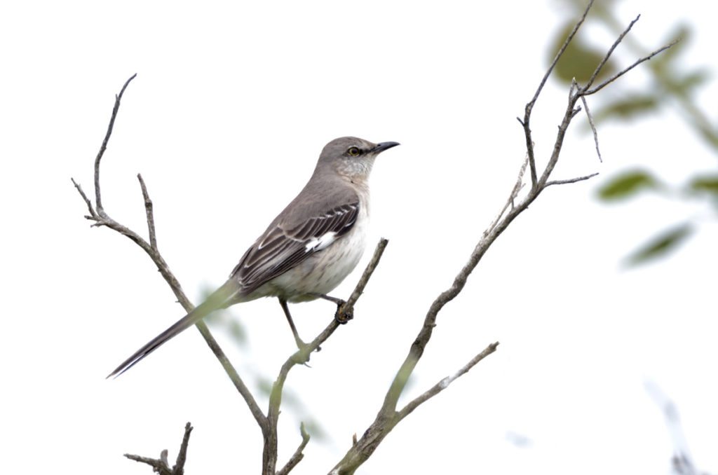Northern Mockingbird by Pam Young