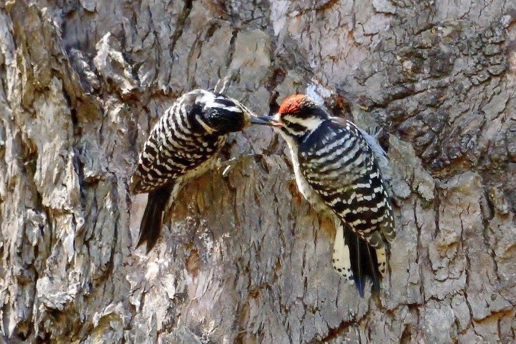 Nuttall's Woodpecker in Glen Canyon Park, by Lee Hong Chang