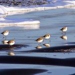 Snowy Plovers-L.Karney