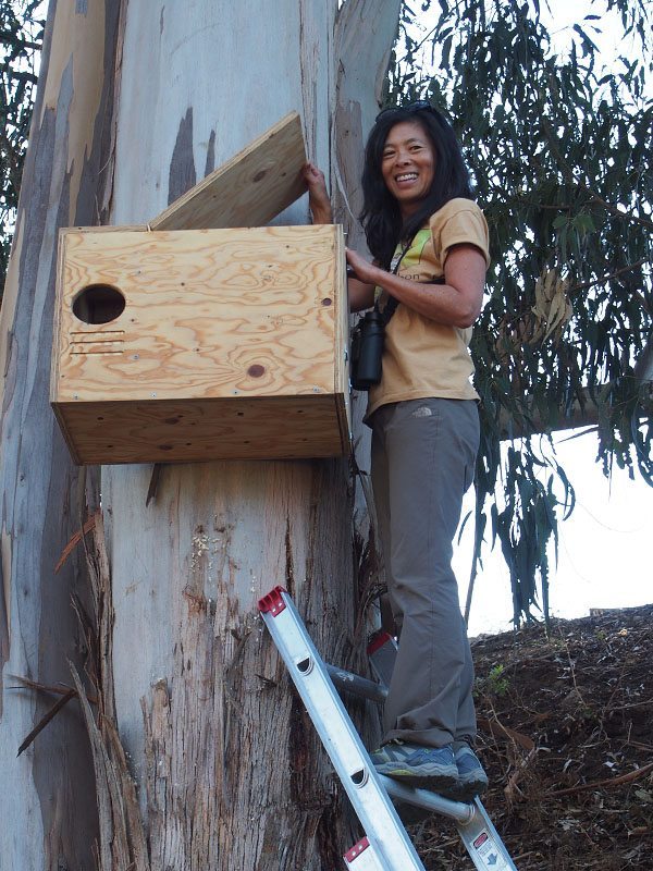 Two new Barn Owl homes, awaiting residents