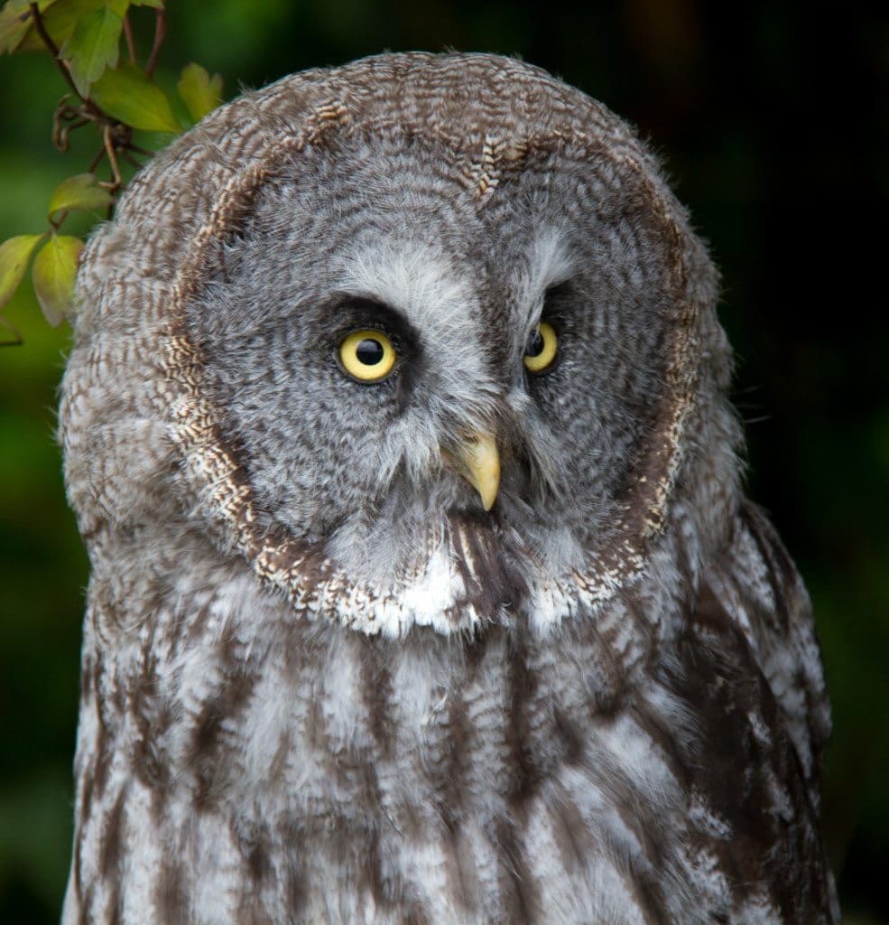 Great Grey Owl by Harry Fuller
