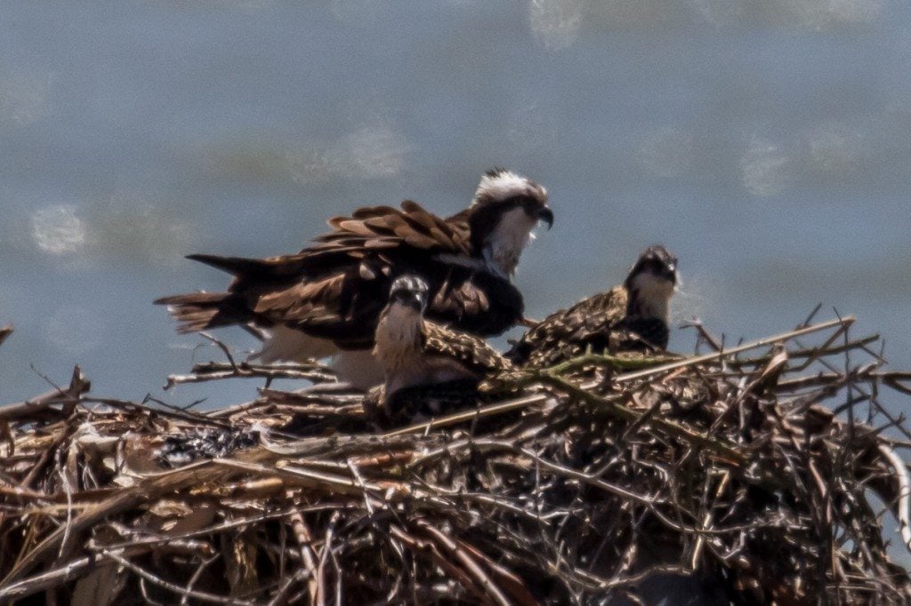 Osprey with chicks at Maritime Academy in Vallejo / Photo by Tony Brake