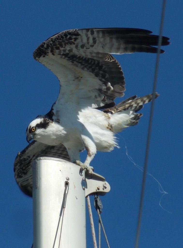 Female Osprey at Alameda Point in late 2014 with fishing line / Photo by Cindy Margulis