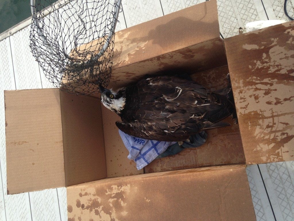 Osprey with fishing line on dock. Photo by Nina Marie.