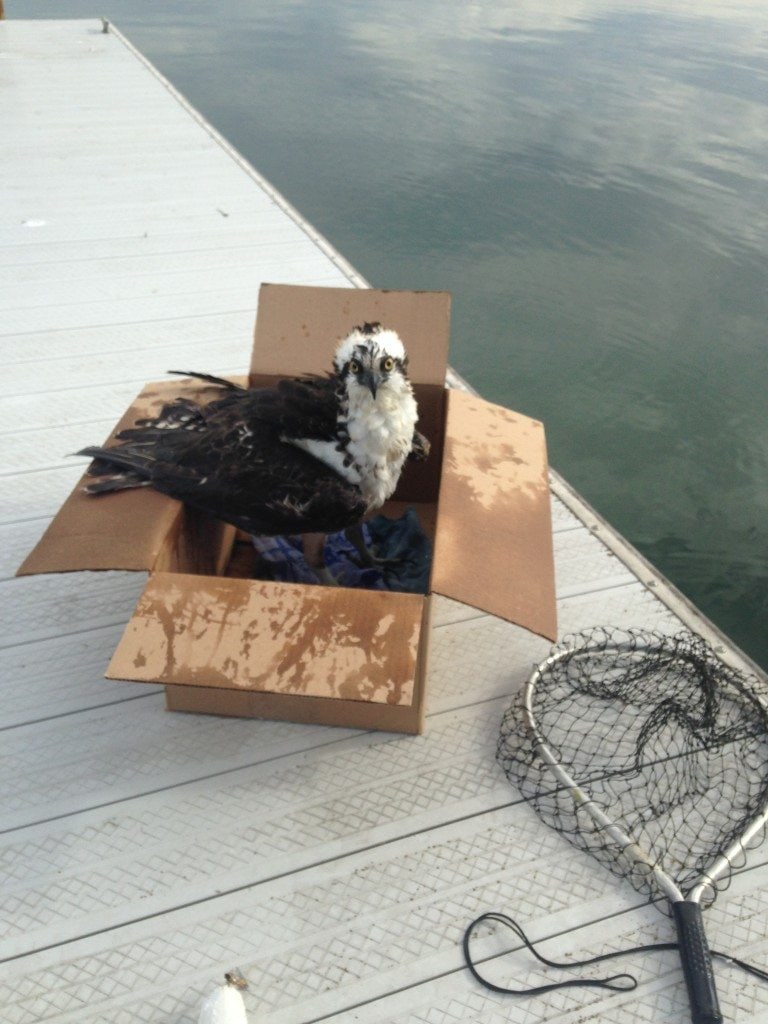 Alameda neighbors rescue Osprey from fishing line