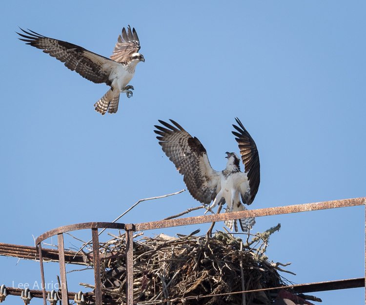Domestic squabbles in Osprey land
