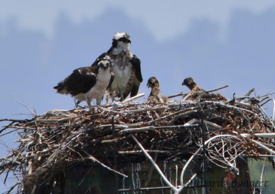 Osprey pair with two chicks on June 8, 2016 by Richard Bangert