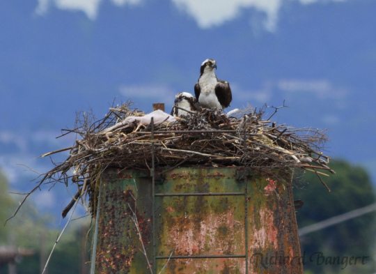 Osprey nesting success at Alameda Point