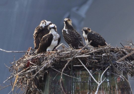 Osprey family at Alameda Point by Richard Bangert