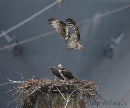 Adult Osprey brings in nesting material, perhaps for training purposes