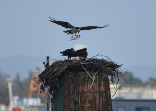 Adult Osprey brings a fish to the nest