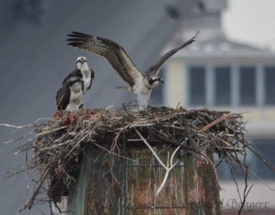 Young Osprey exercising its wings
