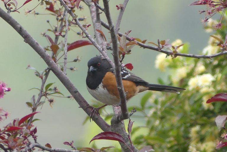 Backyard Birding