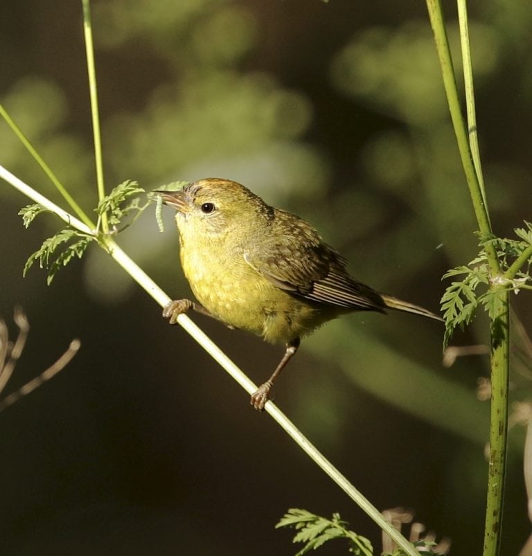 May Your Shelter In Place Lift Up Your Birding Spirits