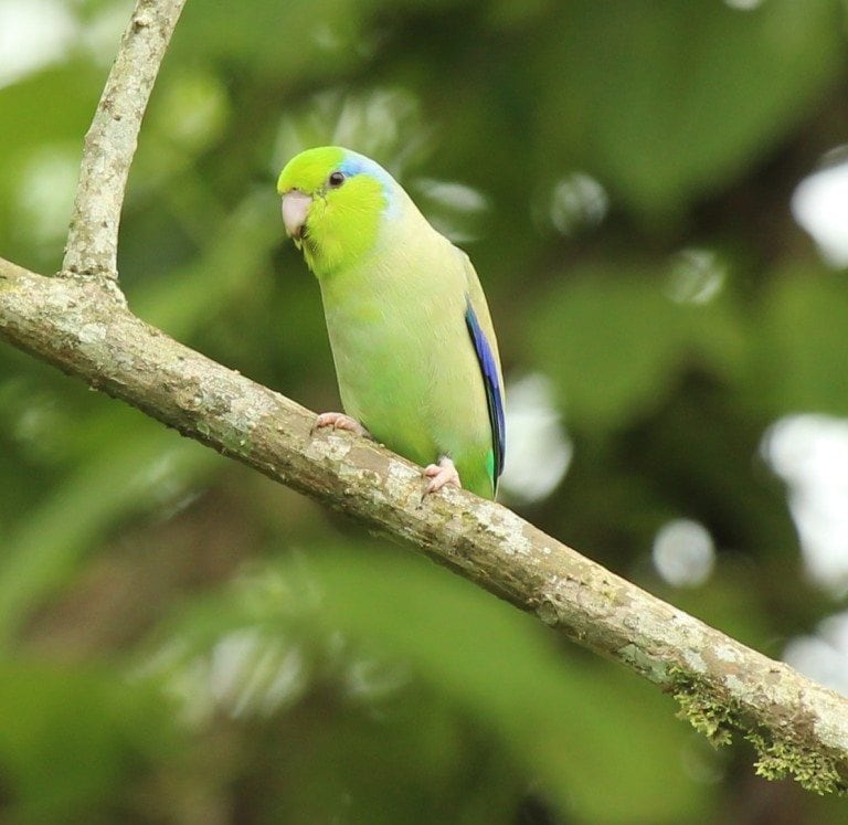 Birding Northwest Ecuador