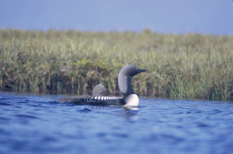 Arctic Refuge: Summer home for our birds