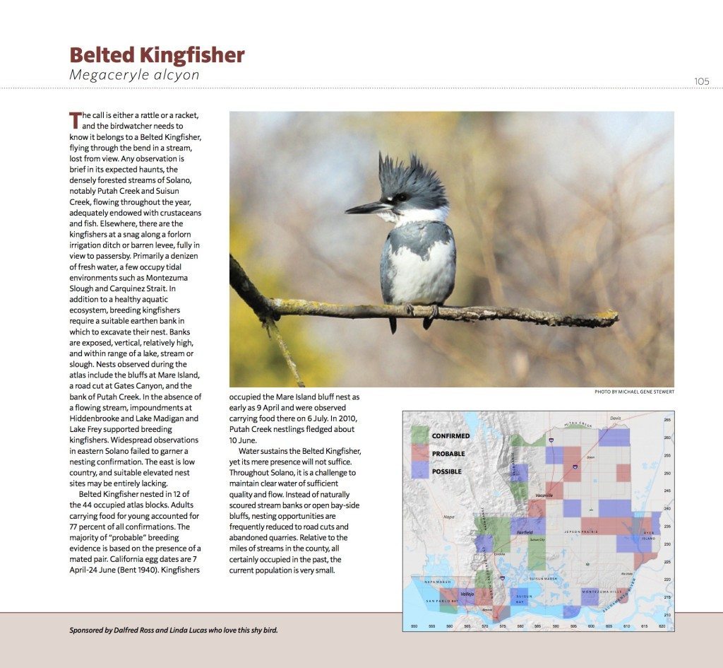 Page_105_Belted_Kingfisher