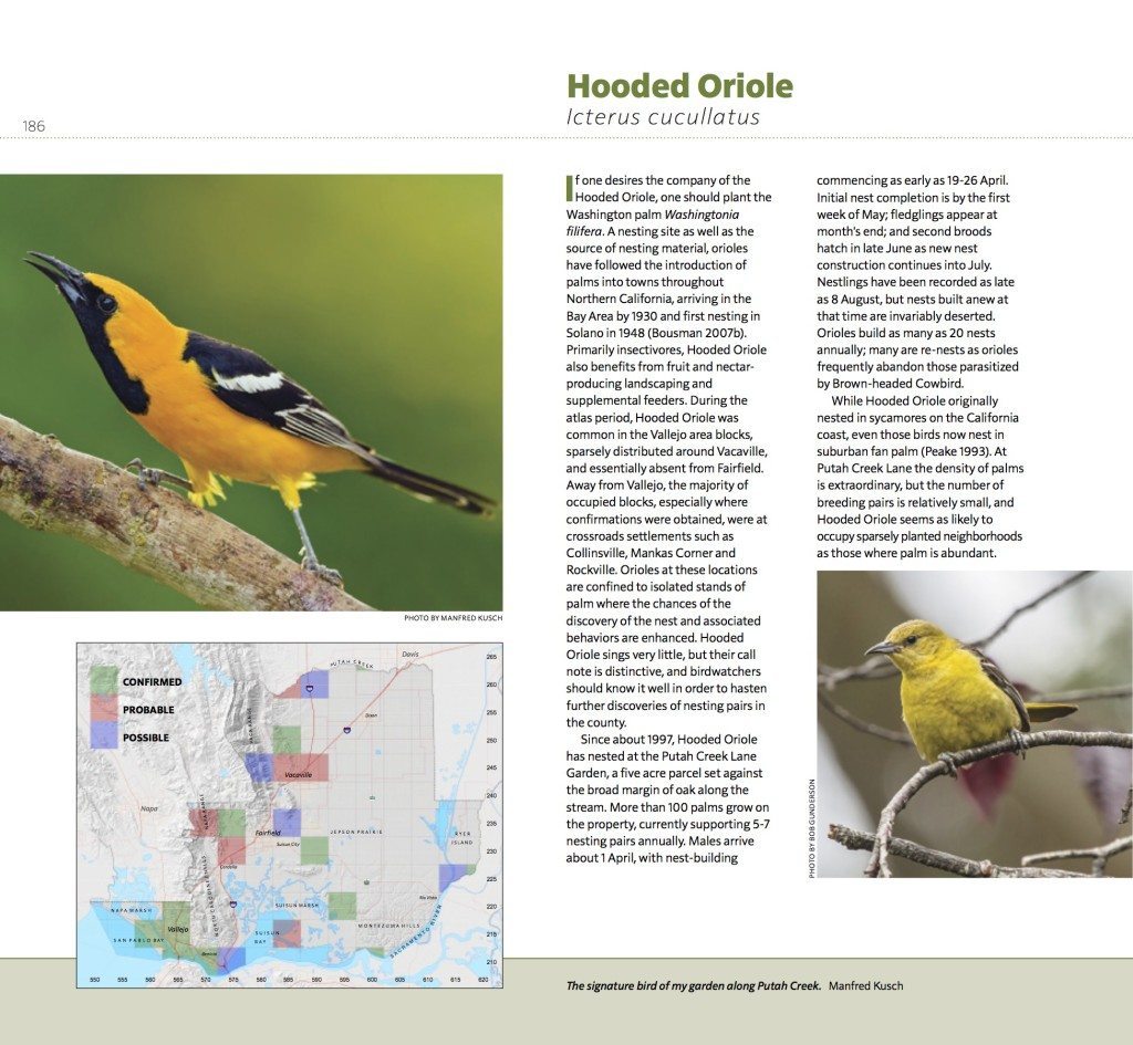 Page_186_Hooded_Oriole