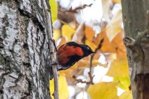 Painted Redstart by Bob Lewis