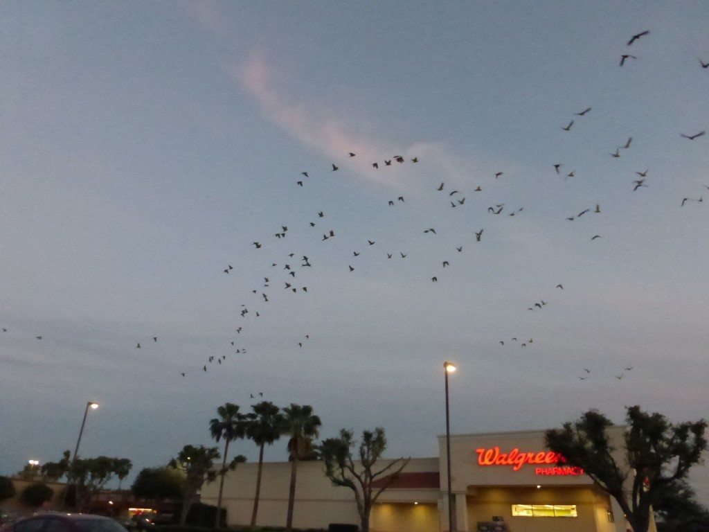 Parrot flock over Walgreen's