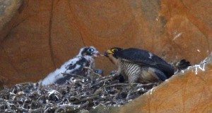 Peregrine Falcon feeding nestling by Mary Malec