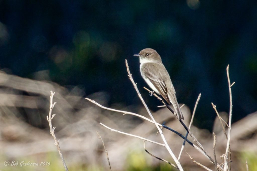 Eastern Phoebe at the SF Zoo, one of the day's highlights, by Bob Gunderson.