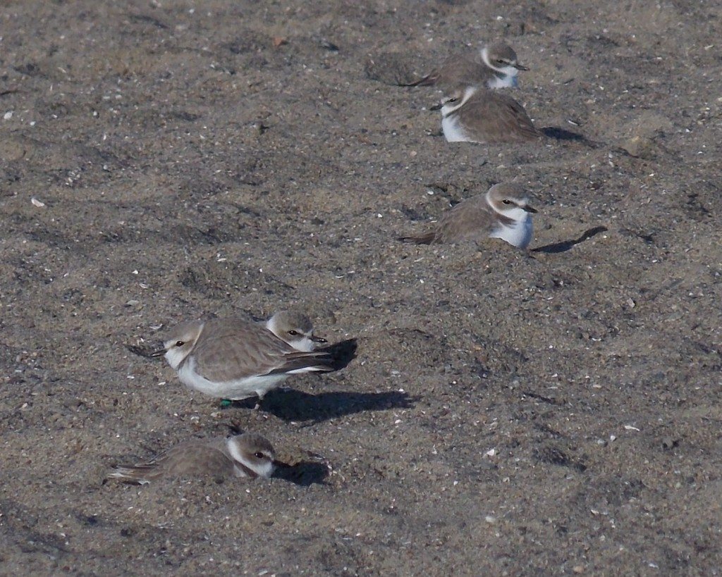 Well-camouflaged Western Snowy Plovers in Alameda in early 2014 / Photo by Cindy Margulis