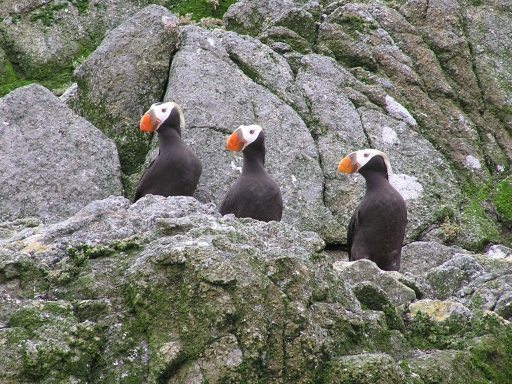 Visiting Castle Rock breeding bird colony