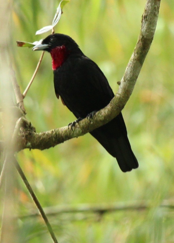 Purple-Throated Fruitcrow, by Krista Jordan