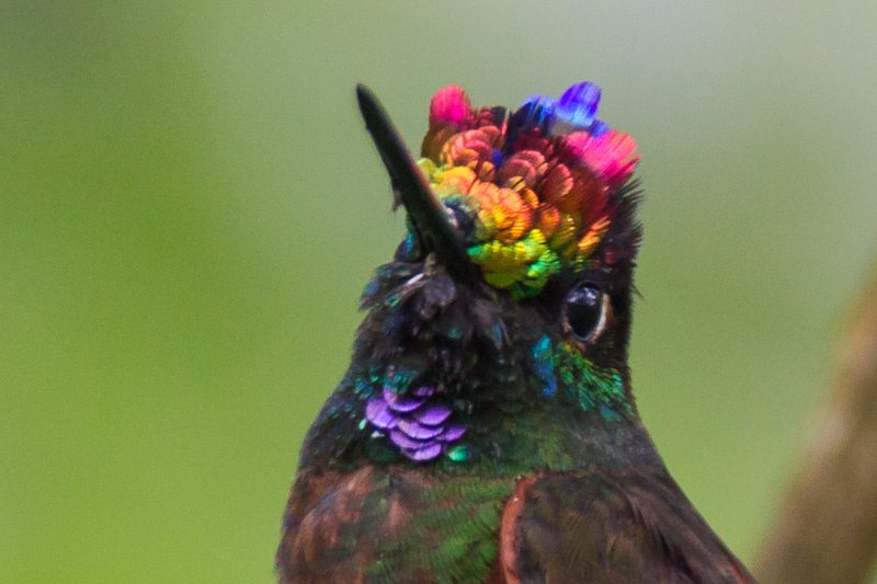 Rainbow Starfrontlet hummingbird in Peru, by Bob Lewis