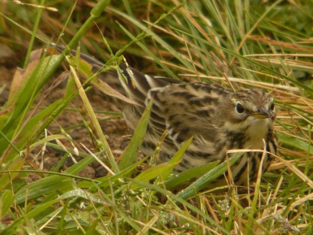Red-throated Pipit, a rare visitor at Crissy Field