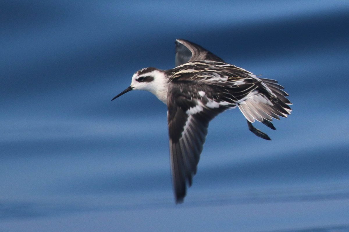 Red-necked Phalarope by Alvaro Jaramillo