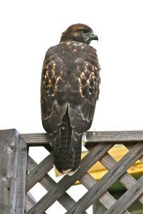 Juvenile Red-tailed Hawk on a neighbor's fence in 2012 / Photo by Mary Malec