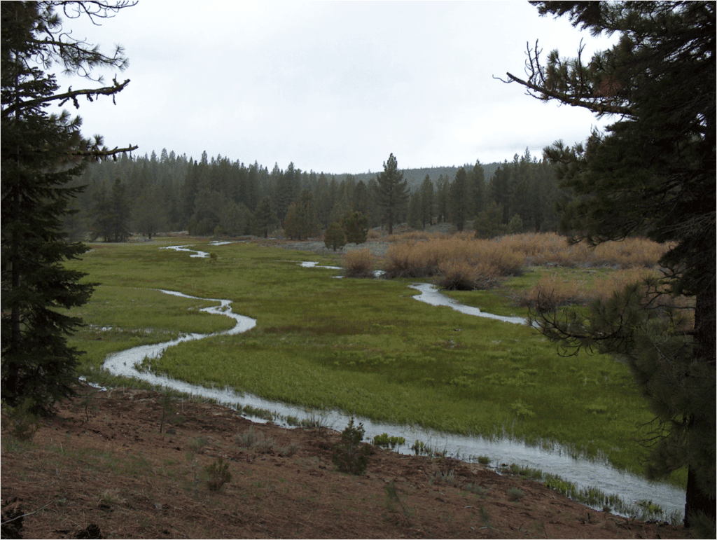 Restored Carman Valley - Golden Gate Bird Alliance