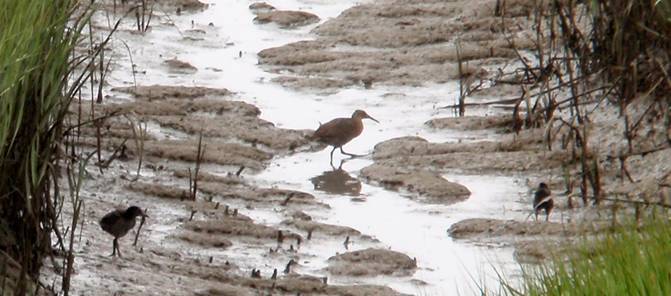 Ridgway's Rail chicks at Meeker Slough in 2008 / Photo by Denise Wight