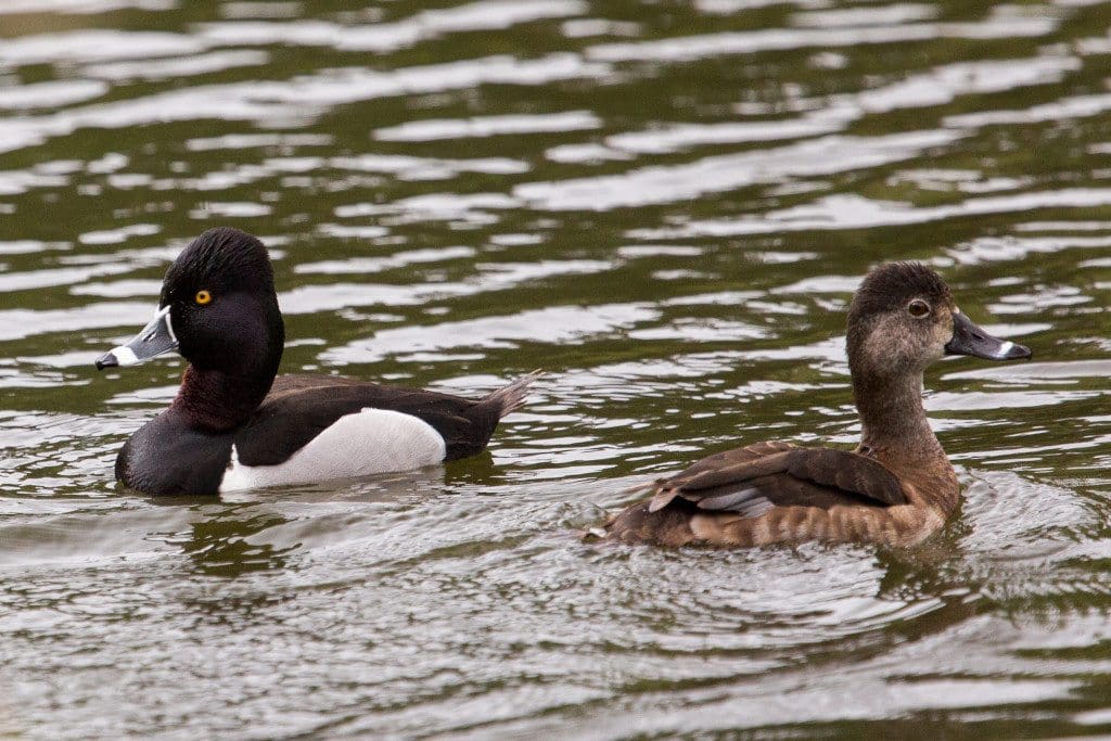 Ring-necked Ducks, photographed during Birdathon 2015 by Dan Harris