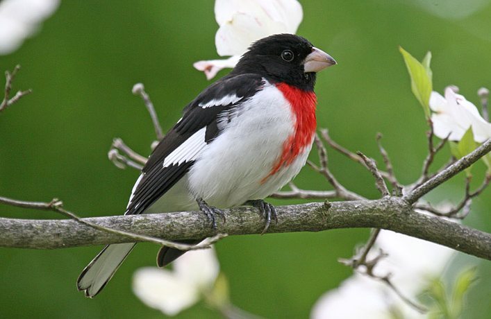 Big Year Birding on the South Texas Coast