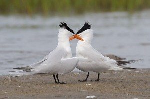 Royal Terns by Bob Lewis