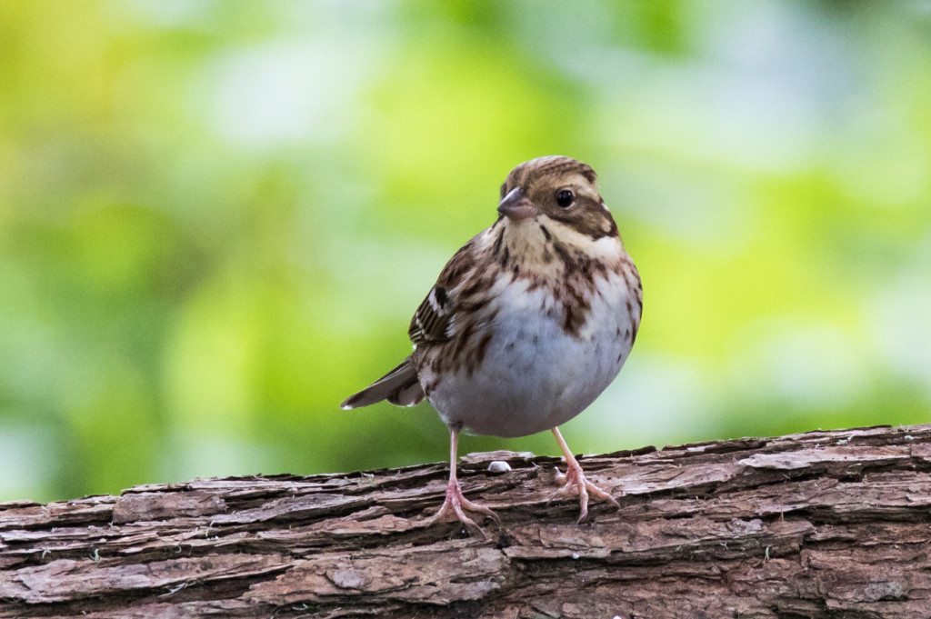 Rustic Bunting in Golden Gate Park by Bob Lewis