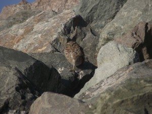 Burrowing Owl at Ocean Beach / Photo by Lisa Eileen Hern