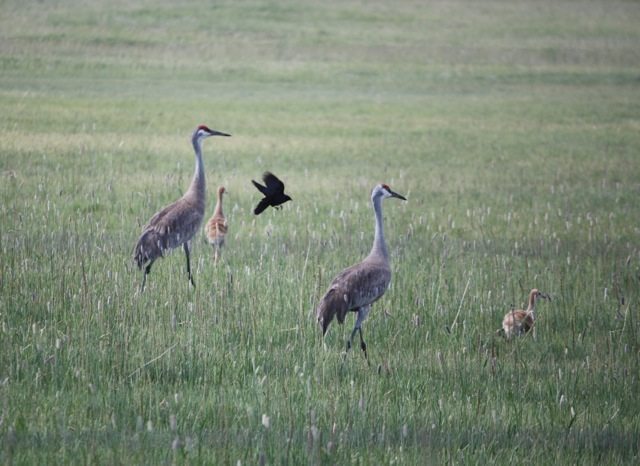Adult and juvenile Sandhill Cranes by John Tysell