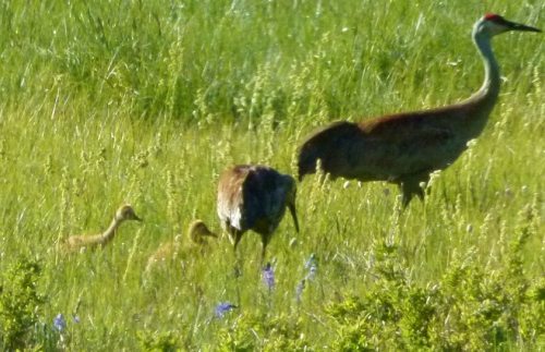 Sandhill Cranes with chicks by Harry Fuller