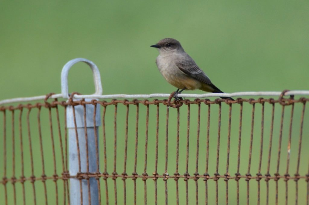 Say's Phoebe at Albany shoreline / Photo by Pam Young
