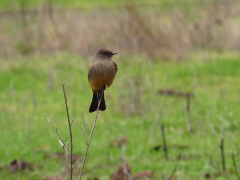 Say's Phoebe in the San Pablo Dam Reservoir count area, by Pamela Llewellyn