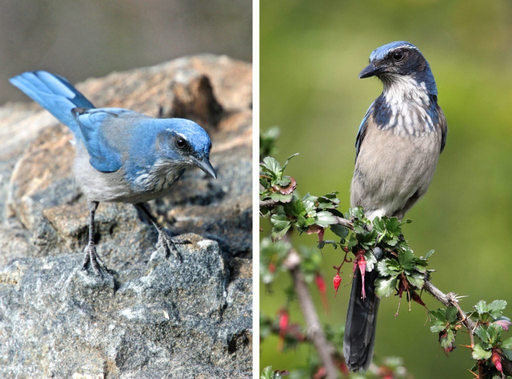 From left: Woodhouse's Scrub-Jay. Photo: FLPA/Alamy; California Scrub-Jay. Photo: Lou Orr/Great Backyard Bird Count