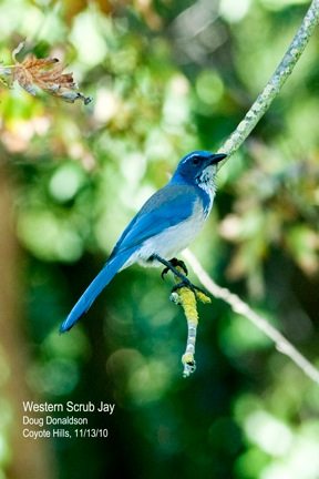 California Scrub-Jay by Doug Donaldson, one of Anne Hoff's former students