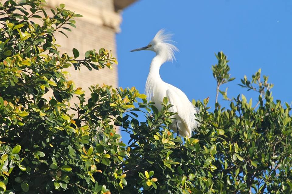 Snowy Egret in nest tree in downtown Oakland