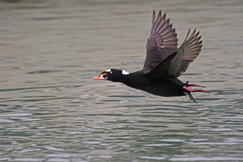 Surf Scoter, one of many birds that rest and feed on the Bay waters, by Glen Tepke