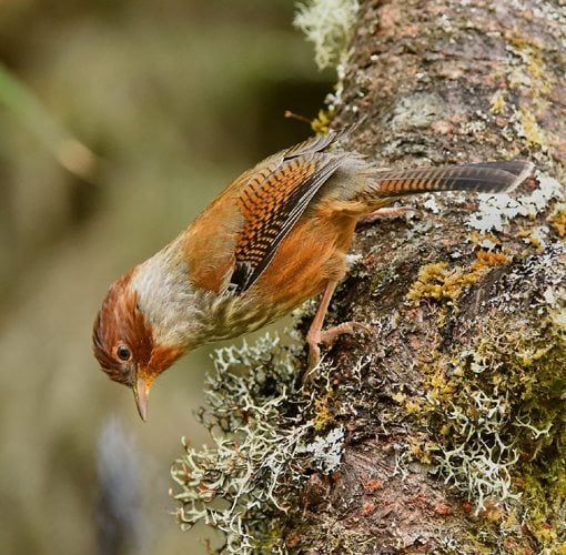 Birding Formosa